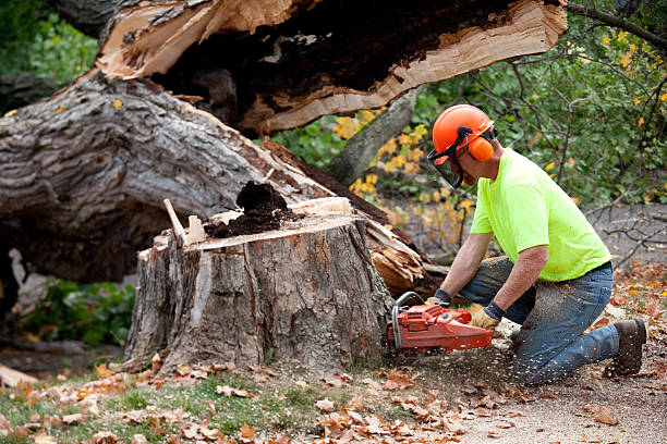 Best Tree and Shrub Care  in Arta, CA