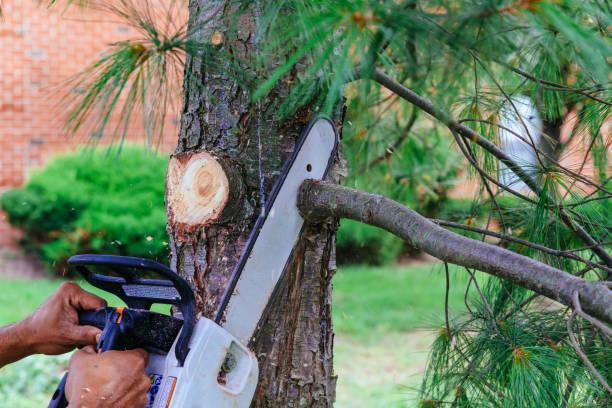 Best Storm Damage Tree Cleanup  in Arta, CA